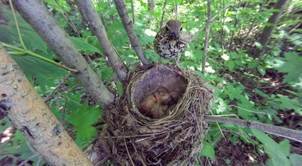 Obraz premium Song Thrush (Turdus philomelos).