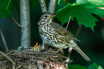 Song Thrush (Turdus philomelos).