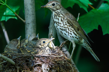 Song Thrush (Turdus philomelos).