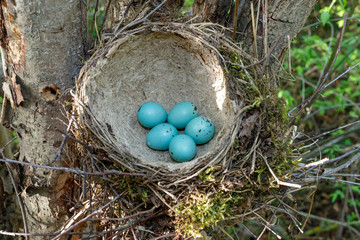 Song Thrush (Turdus philomelos).