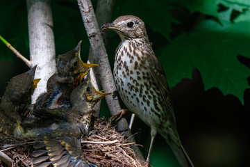 Song Thrush (Turdus philomelos).