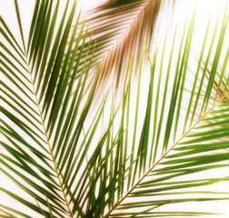 tropical green palm leaves, branches pattern blur effect vintage toned.Green abstract pattern background. flat lay, top view.copy space