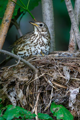 Song Thrush (Turdus philomelos).
