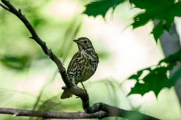 Song Thrush (Turdus philomelos).