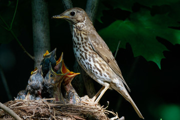 Song Thrush (Turdus philomelos).