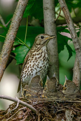 Song Thrush (Turdus philomelos).