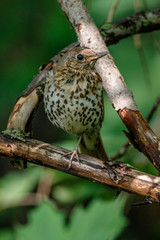 Song Thrush (Turdus philomelos).