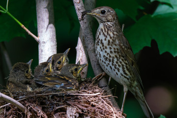 Song Thrush (Turdus philomelos). © fotoparus