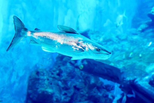 Blurry photo of salt water fishes in a clear waters of a sea aquarium