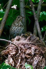 Song Thrush (Turdus philomelos).