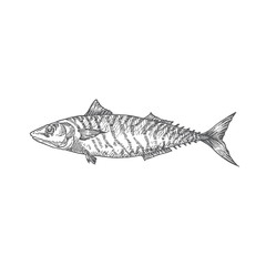 Mackerel Hand Drawn Vector Illustration. Abstract Fish Sketch. Engraving Style Drawing.