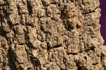 Cluse up of Indian cork tree