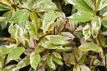 Chinese croton excoecaria cochinchinensis firestorm green plant background