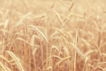 Sunny golden wheat field, ears of wheat close up background