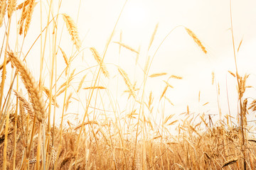Golden wheat field in sunny day agriculture area