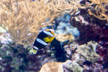 Fototapeta na wymiar Blurry photo of Amphiprion clarkii, known commonly as Clark's anemonefish and yellowtail clownfish in a sea aquarium