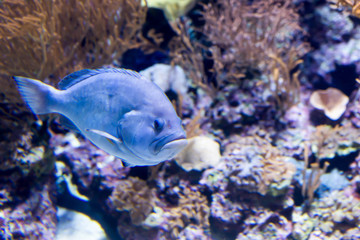 Blurry photo of a Hypoplectrus gemma blue hamlet in a sea aquarium