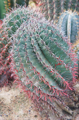 Ferocactus pilosus cactus plant vertical 