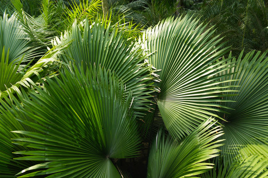 Buri Palm Billeder Gennemse 97 Stockfotos Vektorer Og Videoer buri-palm-billeder-gennemse-97-stockfotos-vektorer-og-videoer