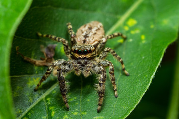 Springspinne auf grünem Blatt