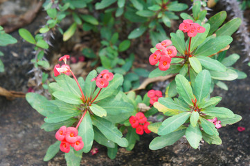 Crown of thorns euphorbia milii plant with red flowers