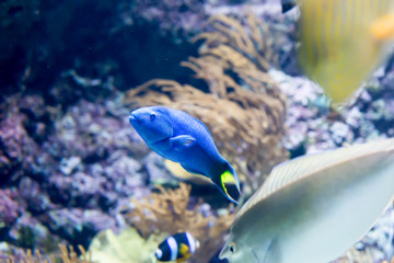 Fototapeta na wymiar Blurry photo of a small blue fish and coral reefs in a sea aquarium