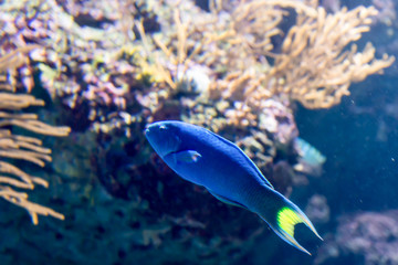 Blurry photo of a small blue fish and coral reefs in a sea aquarium