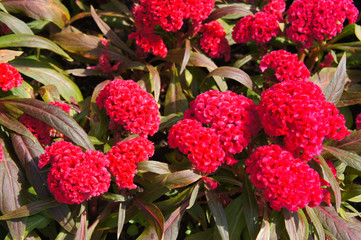Celosia argentea or cockscomb red flowers with green leaves