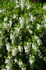Fototapeta na wymiar Angelonia angustifolia or summer snapdragon white flowers