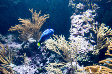 Blurry photo of different fishes and coral reefs in a sea aquarium