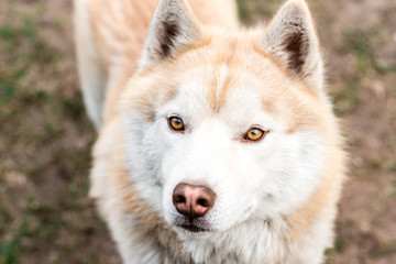 Obraz premium Portrait of brown husky dog on grass in early spring. 