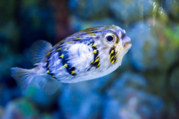 Blurry photo of a porcupine puffer fish freckled porcupinefish in a sea aquarium