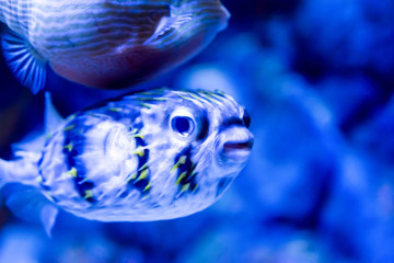 Blurry photo of a porcupine puffer fish freckled porcupinefish in a sea aquarium
