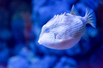 Blurry photo of a porcupine puffer fish freckled porcupinefish in a sea aquarium