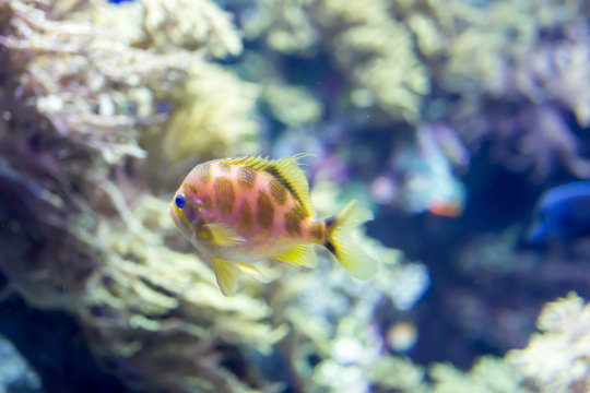 Blurry photo of small colorful fishes in a coral reefs in a sea aquarium