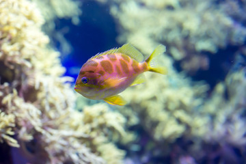 Obraz na płótnie Canvas Blurry photo of small colorful fishes in a coral reefs in a sea aquarium