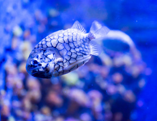 Blurry photo of Monocentridae Pinecone fishes in a sea aquarium