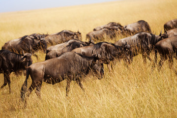 Herd of wildebeests pasturing at Kenyan savanna