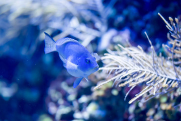 Blurry photo of a pregnant blue fish with coral reef in a sea aquarium