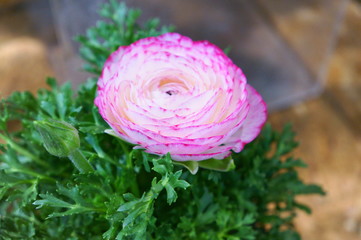 Persian buttercup Ranunculus asiatecus
