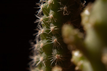 cactus branchs