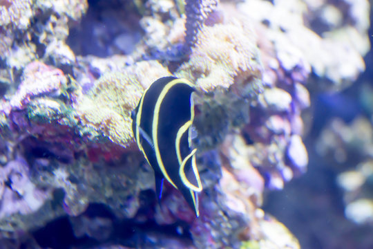Blurry photo of French angelfish Pomacanthus paru in a sea aquarium
