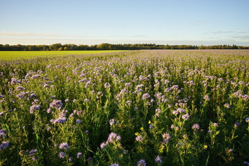 Paysage Campagne 370