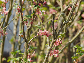 Ribes sanguineum - Groseillier à fleurs  en grappes de couleur rose, rouge et blanc.
