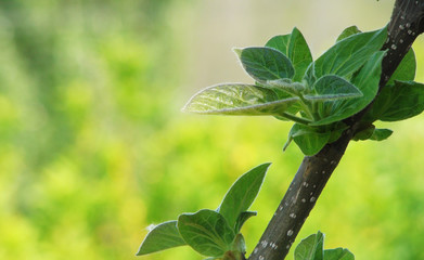 Fototapeta na wymiar Empress tree bud growing into a branch over the spring