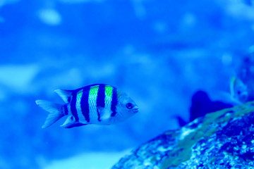 Fototapeta na wymiar Blurry photo of Sergeant major pintano fish in a sea aquarium