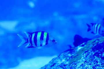 Fototapeta na wymiar Blurry photo of Sergeant major pintano fish in a sea aquarium