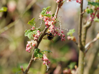 Ribes sanguineum - Groseillier à fleurs  en grappes de couleur rose, rouge et blanc.