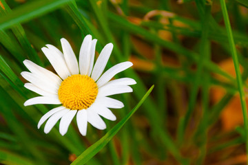 Fototapeta premium Wild flower daisy in natural conditions. Close-up