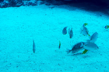 Obraz premium Blurry photo of a large sea aquarium with different sale water fishes and coral reefs